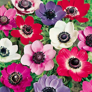 Unbranded Anemone Sweetheart Mix Seeds