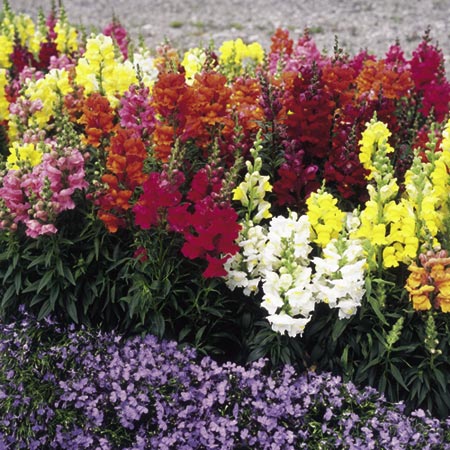 Unbranded Antirrhinum Sonnet Mixed F1 Seed (Snapdragon)