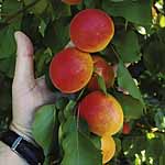 Unbranded Apricot Jennycot