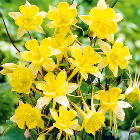Unbranded Aquilegia Yellow Queen Pack of 3 Potted Plants