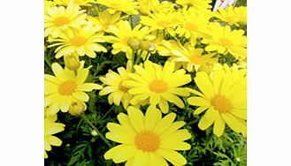 Unbranded Argyranthemum Plants - Beauty Yellow