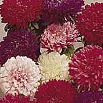 Unbranded Aster Dwarf Bedding Mixed Seeds 418978.htm