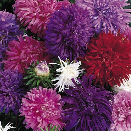 Unbranded Aster Ostrich Plume Mixed Plants Pack of 16 Pot