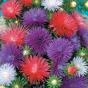 Unbranded Aster Starlight Mixed Seeds