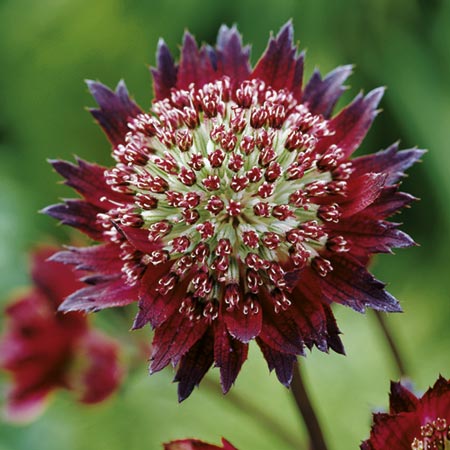 Unbranded Astrantia Moulin Rouge Pack of 2 Bare Roots