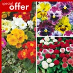 Unbranded Autumn Bedding Buster Plant Pack