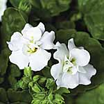 Unbranded Bacopa Twin Pack Plants