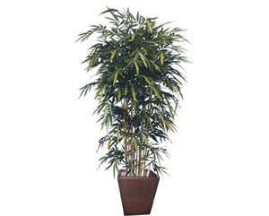 Unbranded Bamboo clump plant