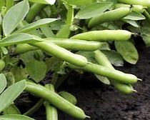 Unbranded Bean (Broad) Plants - De Monica
