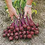 Unbranded Beetroot Action F1 Seeds 431971.htm