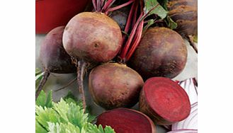 Unbranded Beetroot Plants - Alto F1