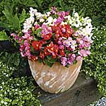 Unbranded Begonia Ambassador F1 Mixed Plants 478531.htm