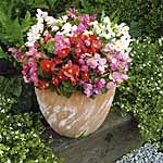 Unbranded Begonia Ambassador F1 Mixed Plants