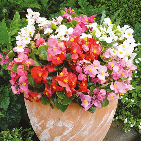 Unbranded Begonia Ambassador F1 Plants - WHITE Pack of 50