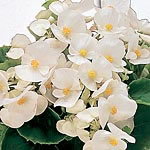 Unbranded Begonia Ambassador F1 White Easiplants