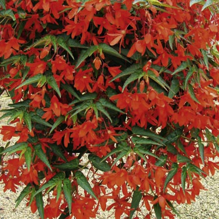 Unbranded Begonia Firestorm Plants Pack of 10 Pot Ready