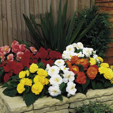 Unbranded Begonia Non-Stop Mixed F1 Seeds Average Seeds 220