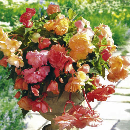 Unbranded Begonia Parisienne Trailing Plants 15 Garden