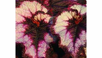 Unbranded Begonia Plant - Blackberry Swirl