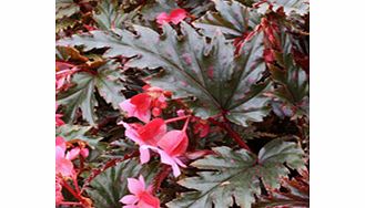 Unbranded Begonia Plant - Serratipetala