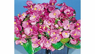 Unbranded Begonia Seeds - Super Olympia Pink Easicote