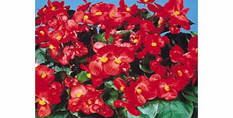 Unbranded Begonia Seeds - Super Olympia Red Easicote