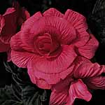 Unbranded Begonia Trumpet - Pink