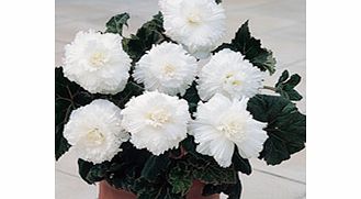 Unbranded Begonia Tubers - Prima Donna White
