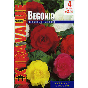 Unbranded Begonias Mixed Double Bulbs - Extra Value (4)