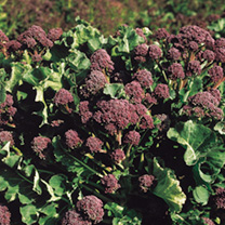 Unbranded Broccoli (Sprouting) Seeds - Red Arrow
