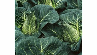 Unbranded Cabbage Frostie F1 Seeds