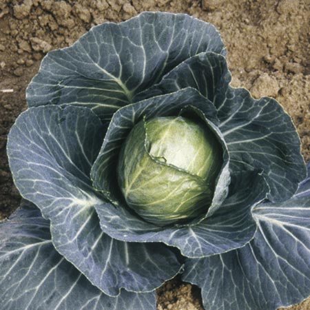 Unbranded Cabbage Guardian F1 Plants Pack of 16 Plug Plants