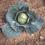 Unbranded Cabbage Guardian F1 Seeds 433323.htm