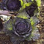 Unbranded Cabbage January King 3 Plug Plants