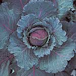 Unbranded Cabbage January King 3 Seeds - Triplepack