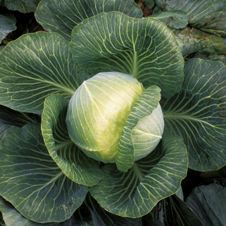 Unbranded Cabbage Kilaxy F1 Seeds Average seeds 40