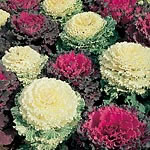 Unbranded Cabbage Ornamental Mixed Colours Seeds 422065.htm