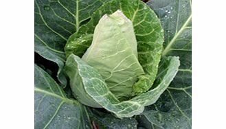 Unbranded Cabbage Pointed Continuity Plant Duo Pack