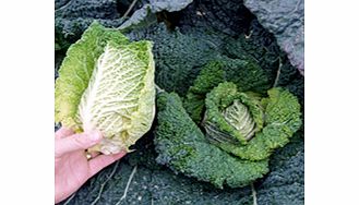 Unbranded Cabbage Samantha F1 Seeds