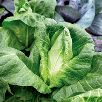 Unbranded Cabbage Seeds - Hispi F1
