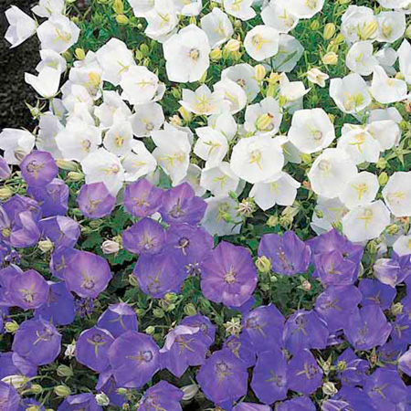Unbranded Campanula Clips Blue and White Mixed Plants Pack