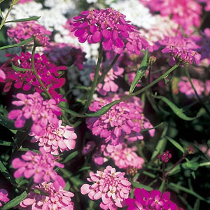 These easy to grow border plants have a lovely pastel range of colours  making them attractive to bu