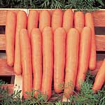Unbranded Carrot Maestro F1 Seeds 433978.htm
