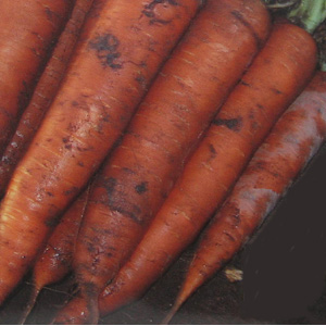 Unbranded Carrot Mignon Seeds