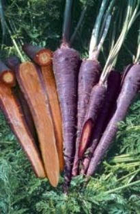Unbranded Carrot Purple Haze x 350 seeds