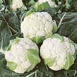 Unbranded Cauliflower Boris F1 Plug Plants