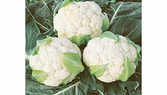 Unbranded Cauliflower Boris F1 Seeds