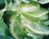 Unbranded Cauliflower Plants - F1 Sapporo