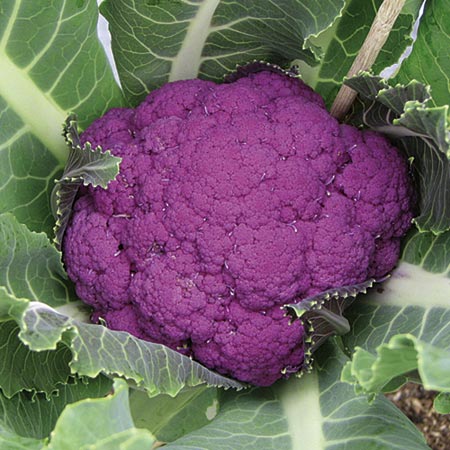 Unbranded Cauliflower Purple Graffiti F1 Seeds Average