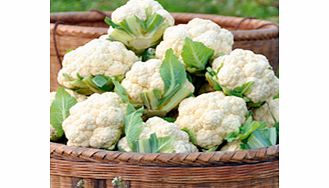Unbranded Cauliflower Seeds - All The Year Round - Triple